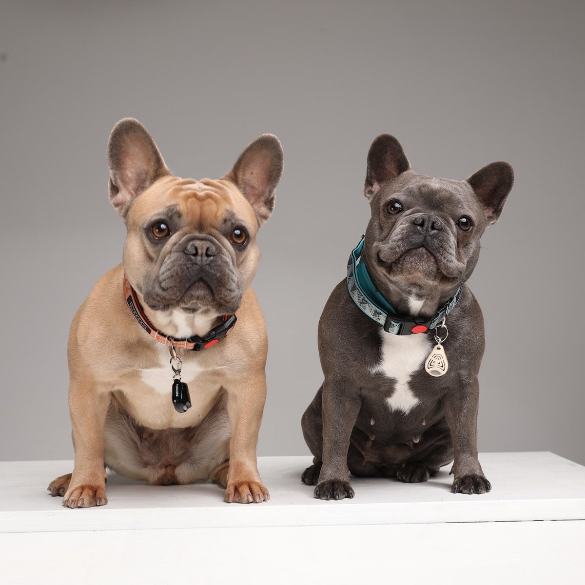 TICKLESS PET - Image 3